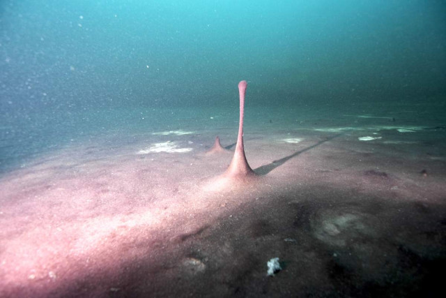 Бактеріальне покривало у провалі Міддл-Айленд / Фото NOAA Thunder Bay National Marine Sanctuary  